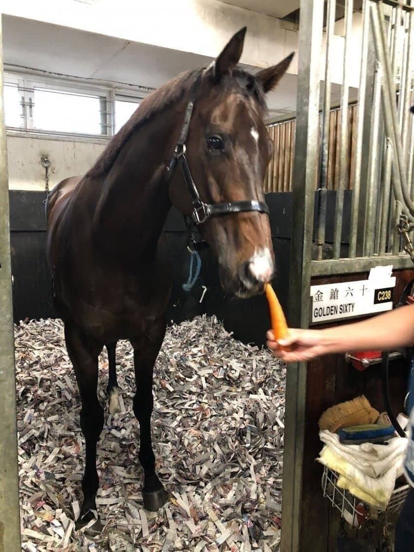 경기에서 지면 울먹이는 경주마_1.jpg