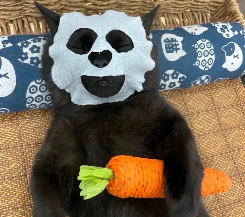 코스프레냥이 사진_12.jpg