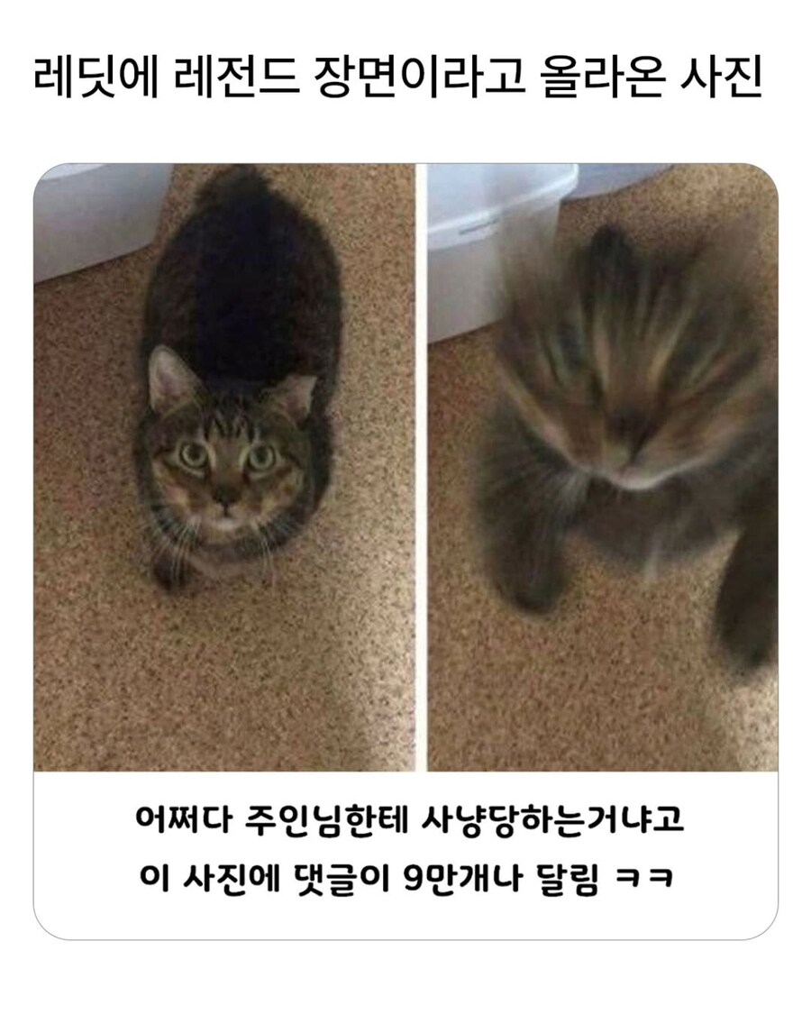 레딧에 댓글 9만개 달렸다는 냐옹이 짤..._1.jpg