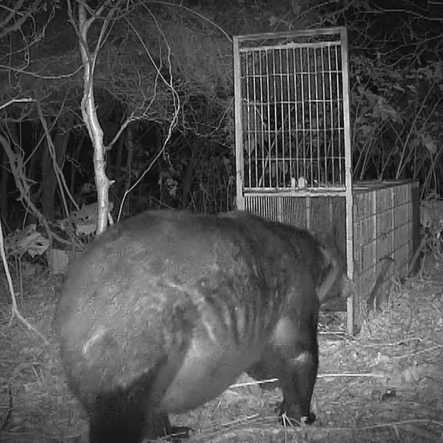 홋카이도에 나타난 400kg급 불곰.jpg_1.jpg