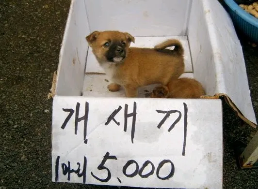 트릭컬) ㄱㅅㄲ 1마리 1100원_2.webp