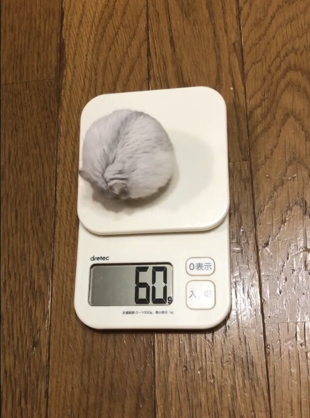 식사 전후 몸무게 비교.jpg_1.jpg