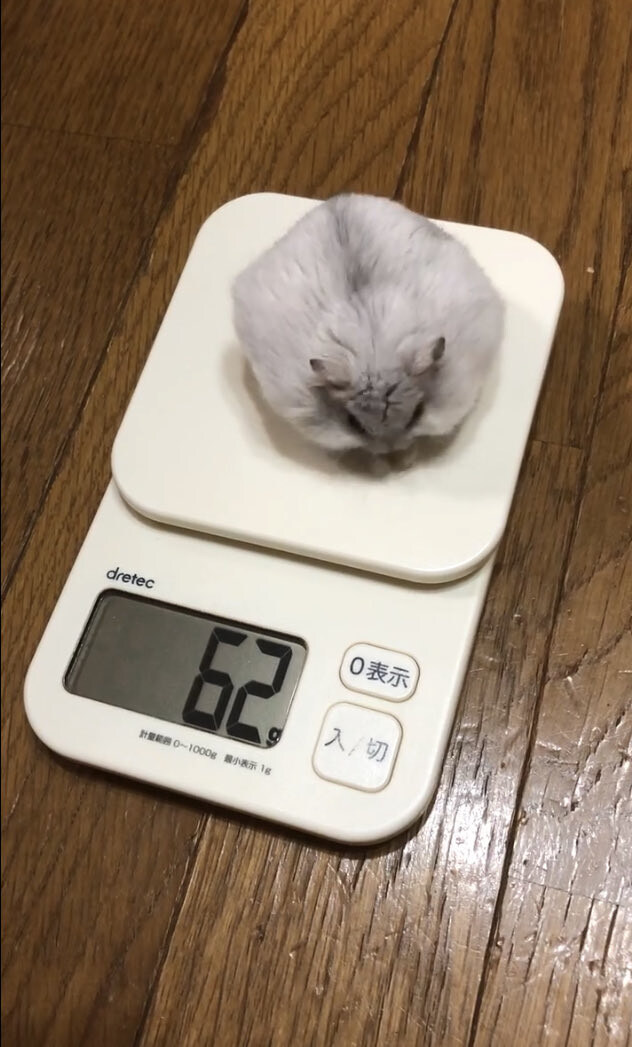 식사 전후 몸무게 비교.jpg_2.jpg