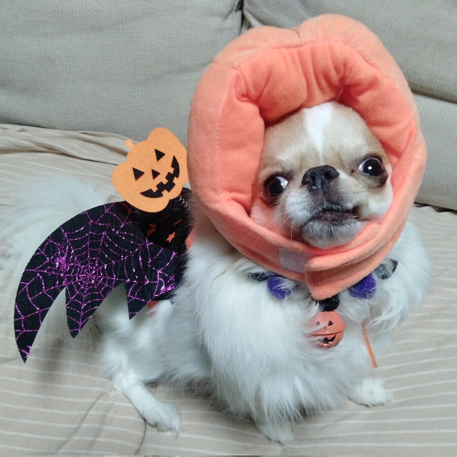 일본 국수 도둑견의 할로윈_1.jpg