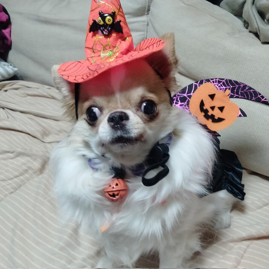 일본 국수 도둑견의 할로윈_3.jpg