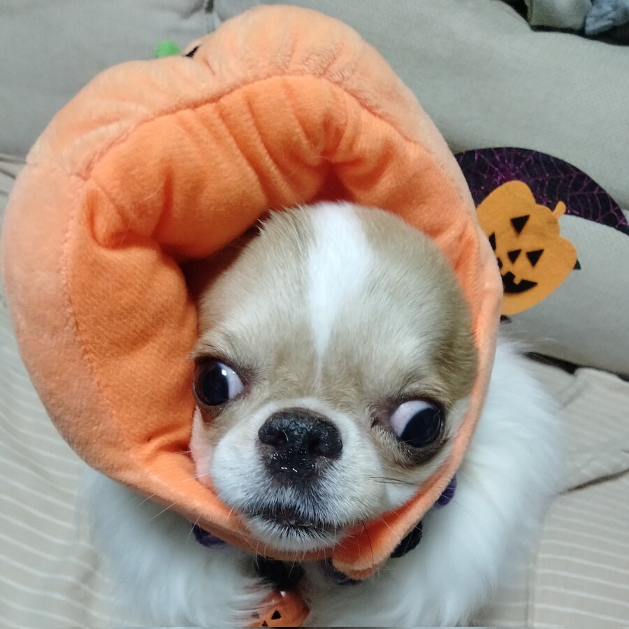 일본 국수 도둑견의 할로윈_4.jpg