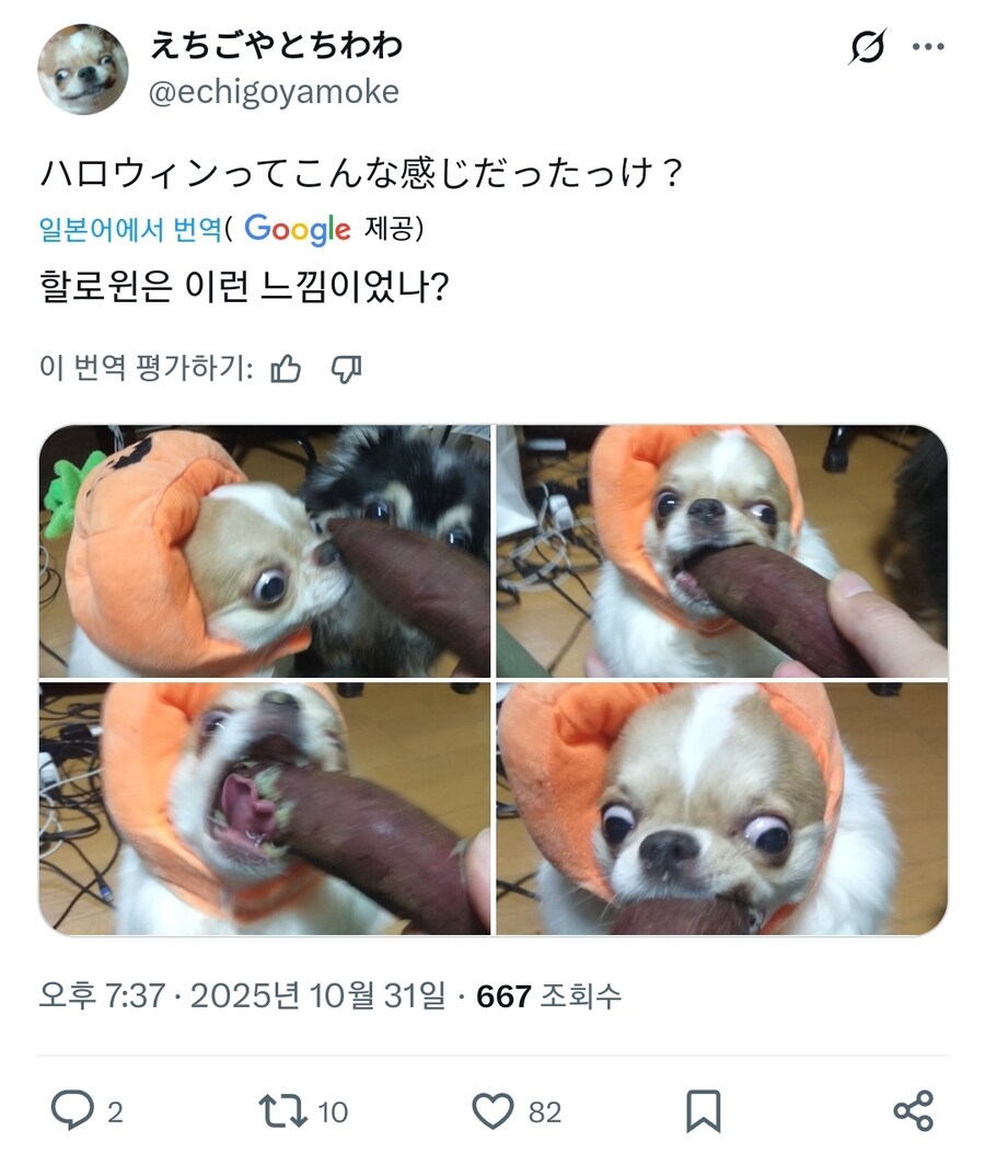 일본 국수 도둑견의 할로윈_5.jpg