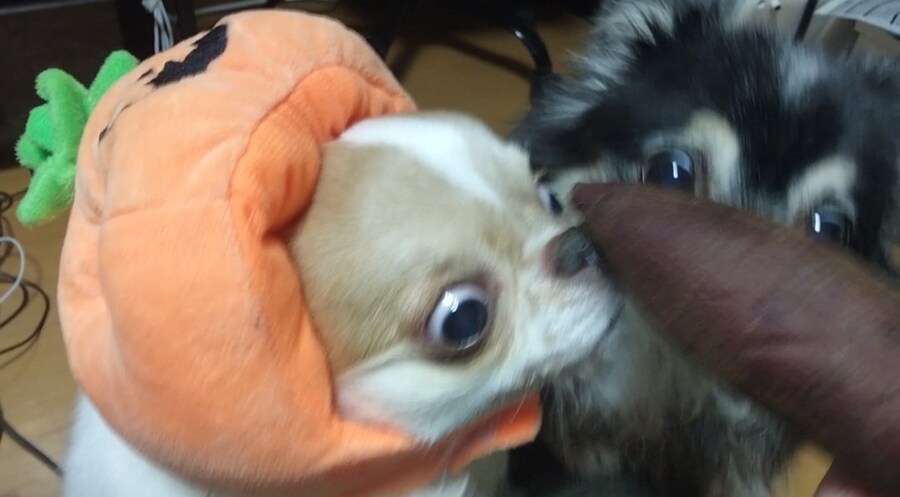 일본 국수 도둑견의 할로윈_6.jpg