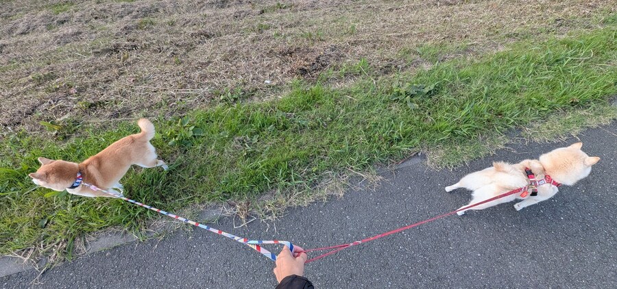 개 2마리가 있으면 일어나는 일.jpg_1.jpg