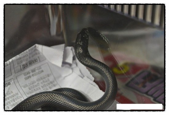 2c30f29b15990f988fbe8fdcb1fb89f6.jpg 애완용 뱀 구매했는데 독사 받은 사건 ㄷㄷ