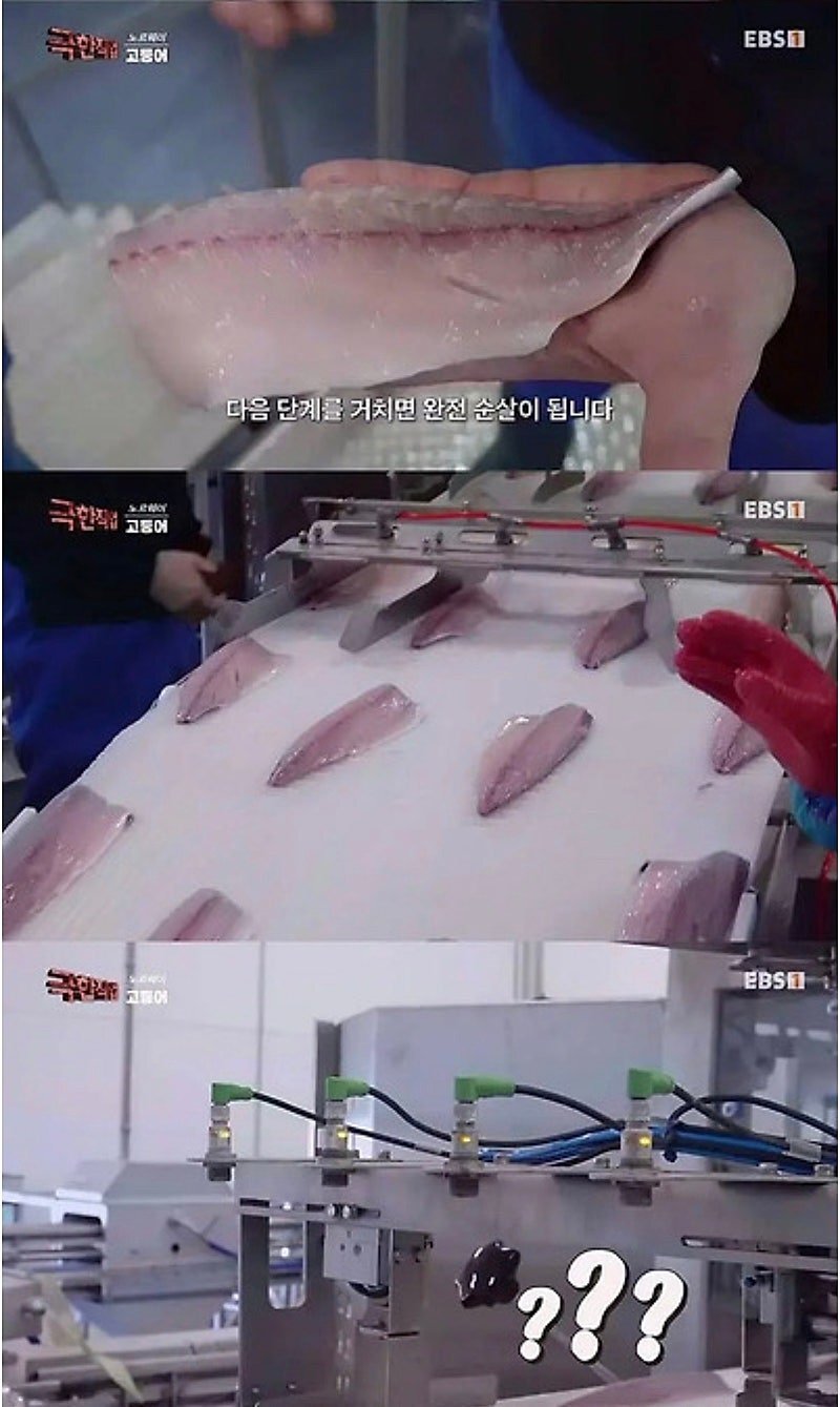 노르웨이에서 고등어 가시를 발라내는 방법.JPG