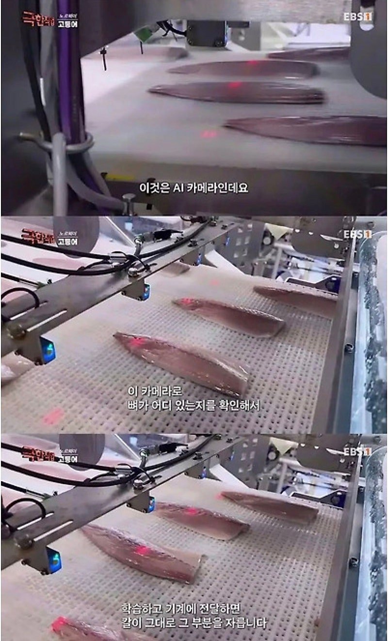 노르웨이에서 고등어 가시를 발라내는 방법.JPG