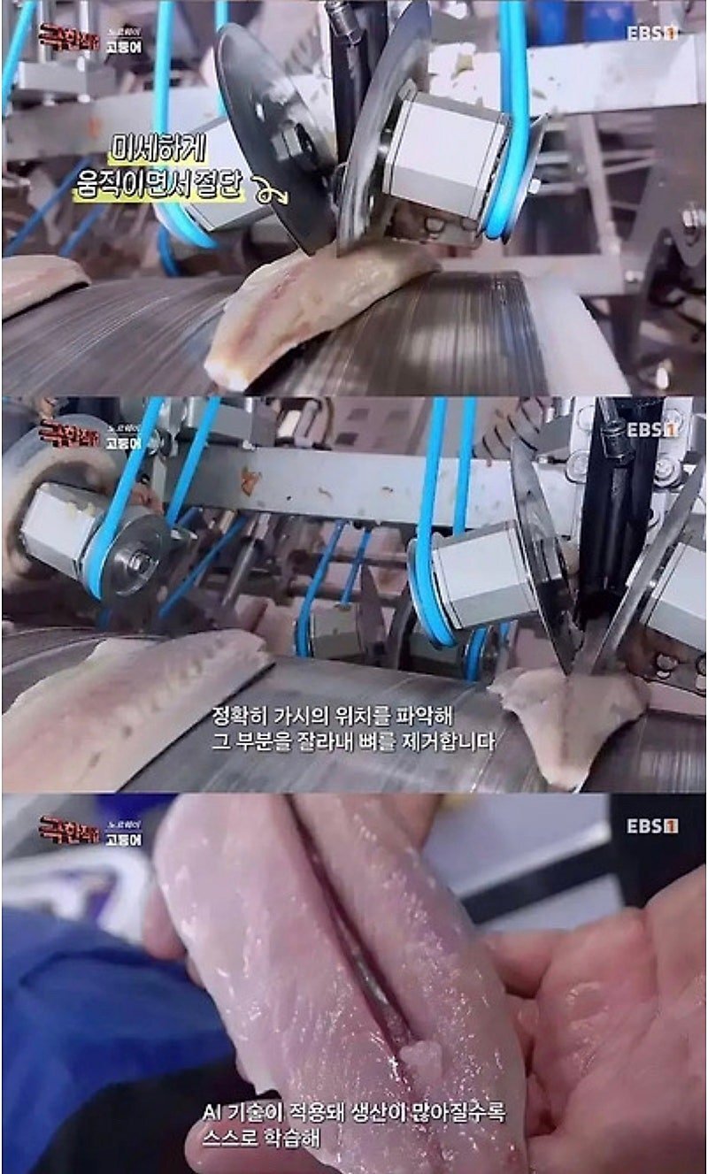 노르웨이에서 고등어 가시를 발라내는 방법.JPG
