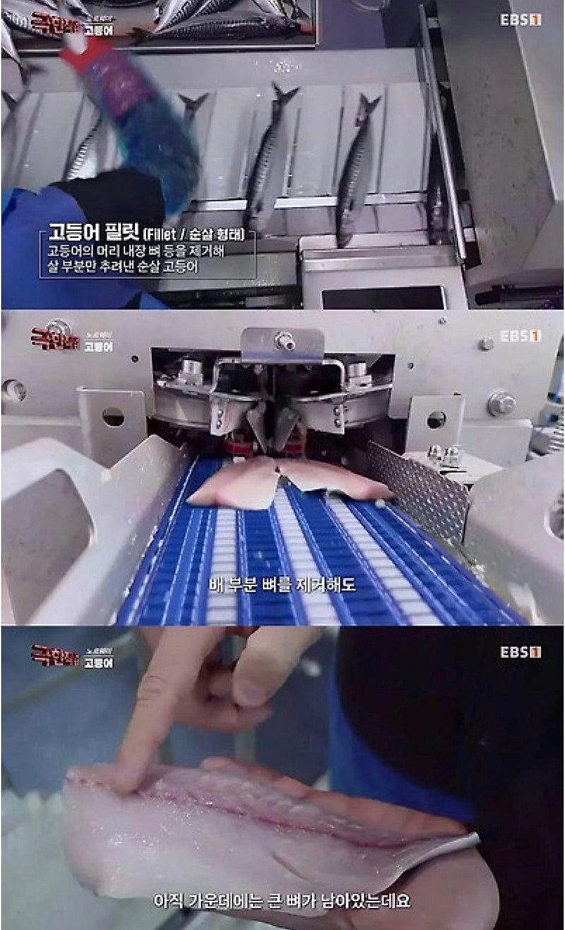 노르웨이에서 고등어 가시를 발라내는 방법.JPG