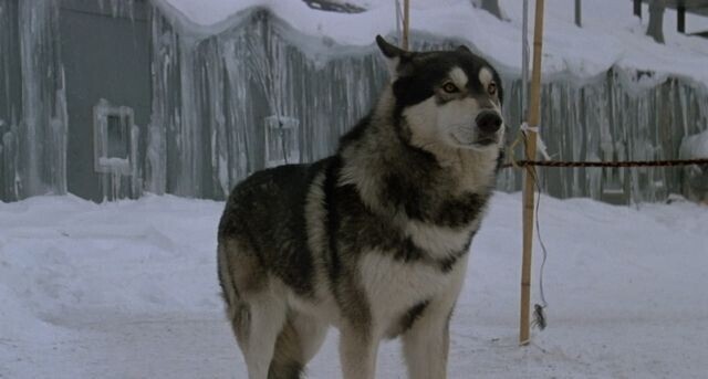 남극기지 연구원인데 학대당하는 개 구해줬다._1.jpg