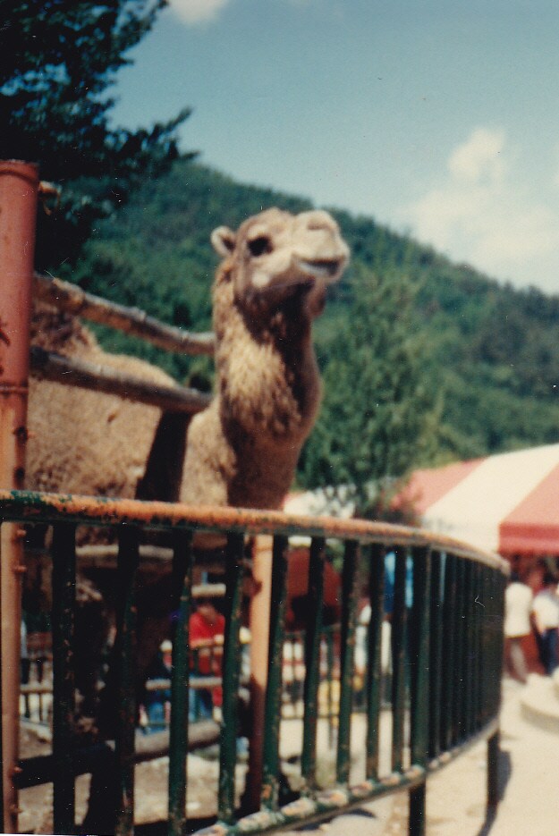 80년대 중후반 일상적인 사진들.JPG_53.png