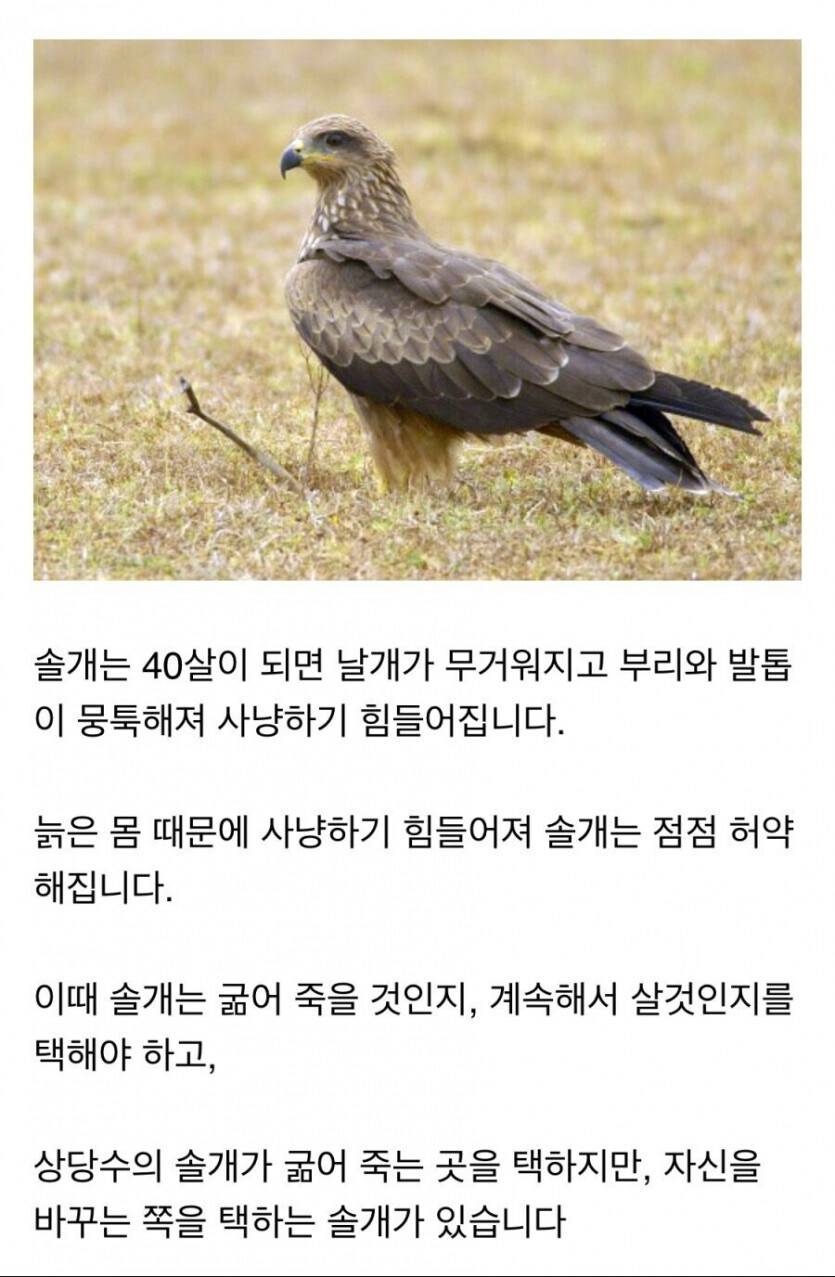 40살이 된 솔개의 선택_1.jpg