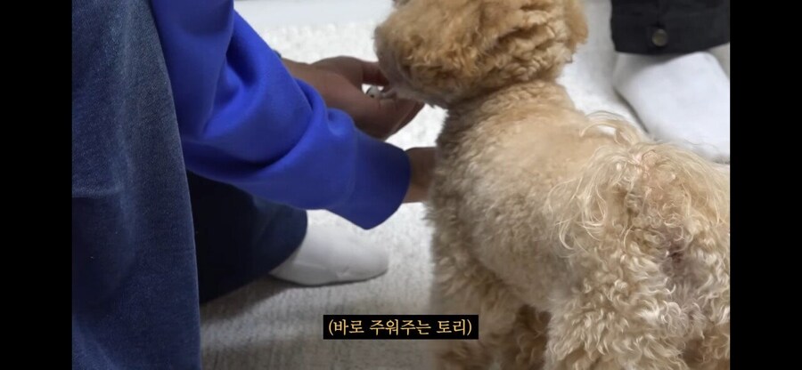 강형욱도 현타 올 정도의 실용적인 애견 훈련.jpg_6.jpg