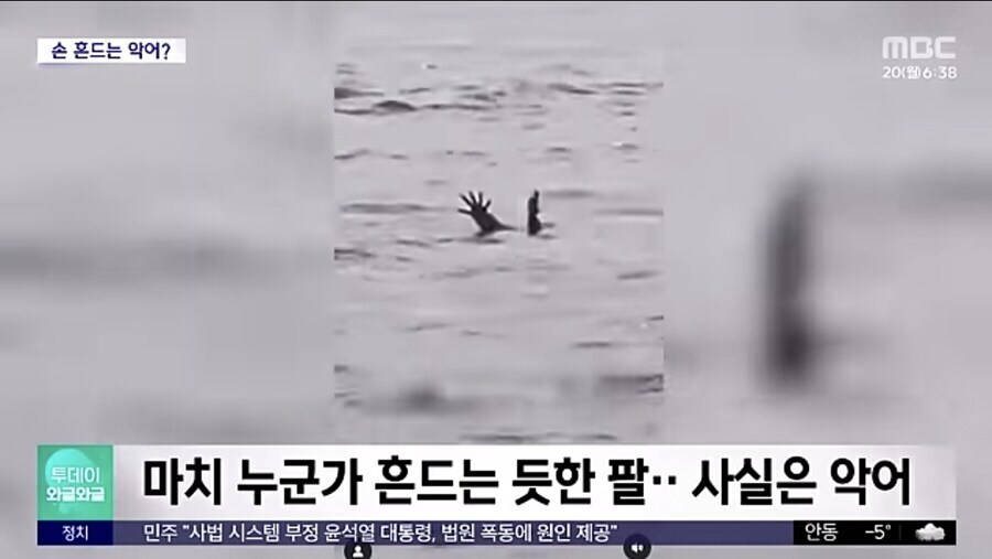 잉간을 잡아먹기 위한 사냥법을 학습한 악어_2.jpg