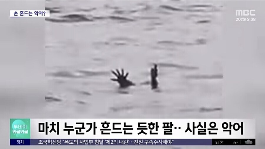 잉간을 잡아먹기 위한 사냥법을 학습한 악어_3.jpg