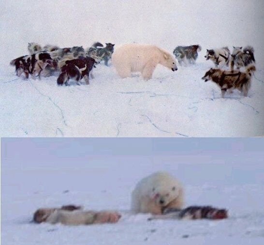 사방에서 공격받는데도 항복하지 않아 생긴 대참사_1.jpg