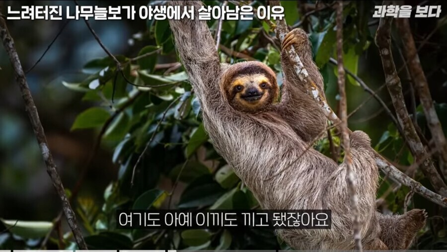 나무늘보가 멸종되지 않은 이유.jpg_3.jpg