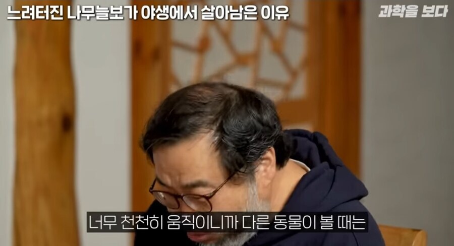 나무늘보가 멸종되지 않은 이유.jpg_4.jpg
