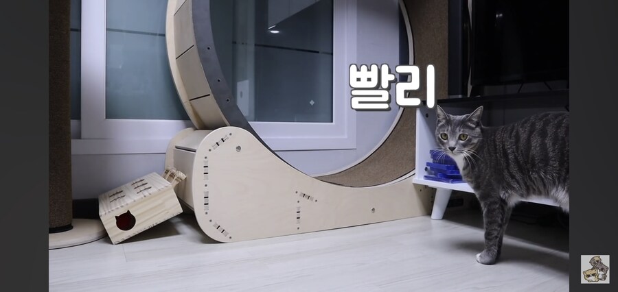 캣휠로 운동하는 남자_1.jpg