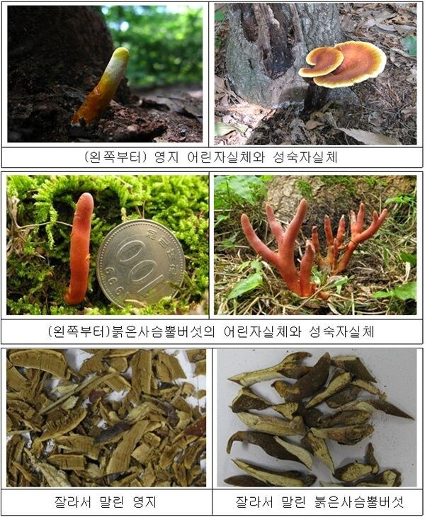 가끔 영지버섯 먹고 죽는 사람이 나오는 이유_2.jpg