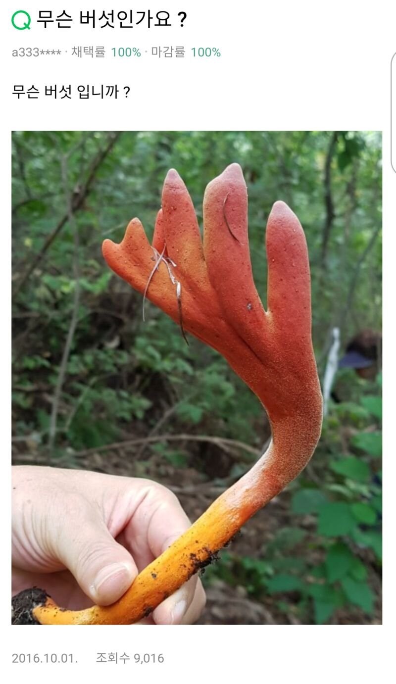 가끔 영지버섯 먹고 죽는 사람이 나오는 이유_5.jpg