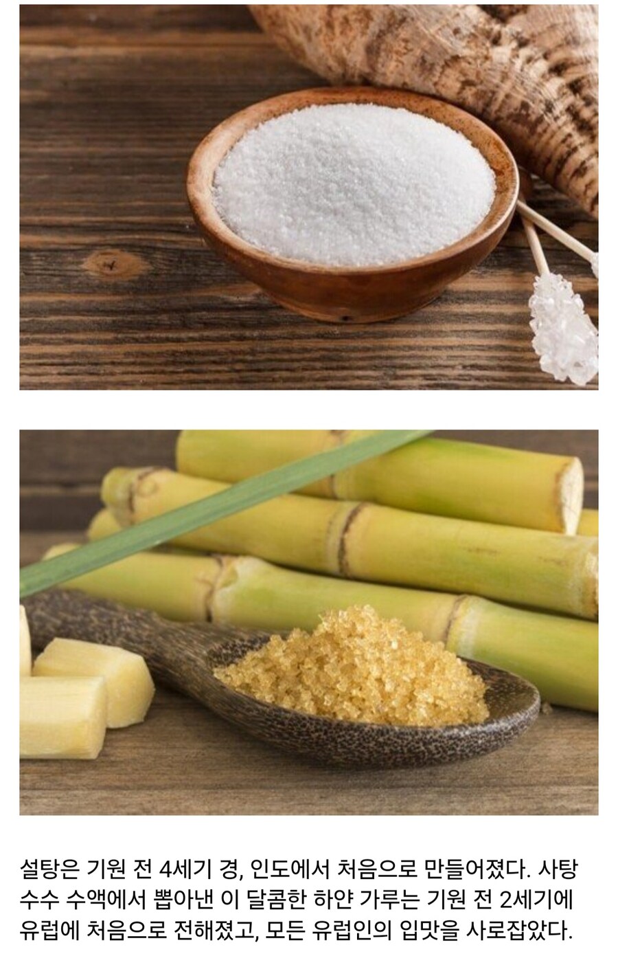 인류에게 설탕을 마음껏 먹을 수 있게 해준 과학자 이야기_1.jpg