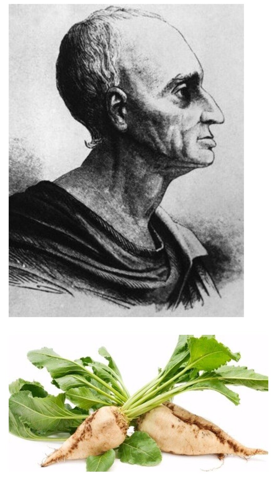 인류에게 설탕을 마음껏 먹을 수 있게 해준 과학자 이야기_3.jpg