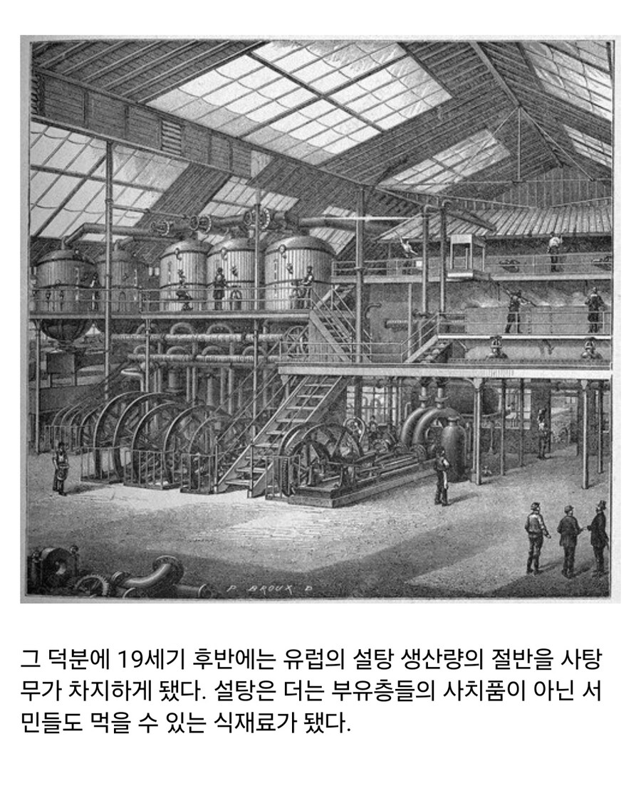 인류에게 설탕을 마음껏 먹을 수 있게 해준 과학자 이야기_12.jpg