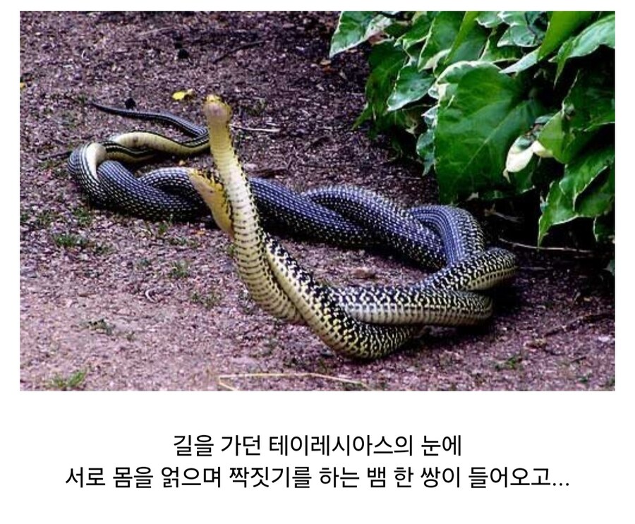 성별이 7번 바뀐 신화 속 여자_6.jpg