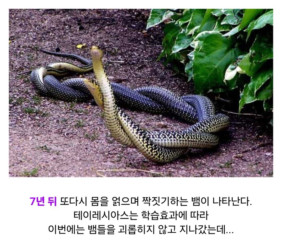 성별이 7번 바뀐 신화 속 여자_12.jpg