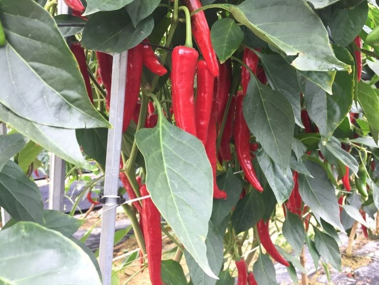 근 수준ㅋㅋㅋㅋㅋ_5.jpg