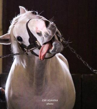 매체별 골드쉽 특징_3.jpg