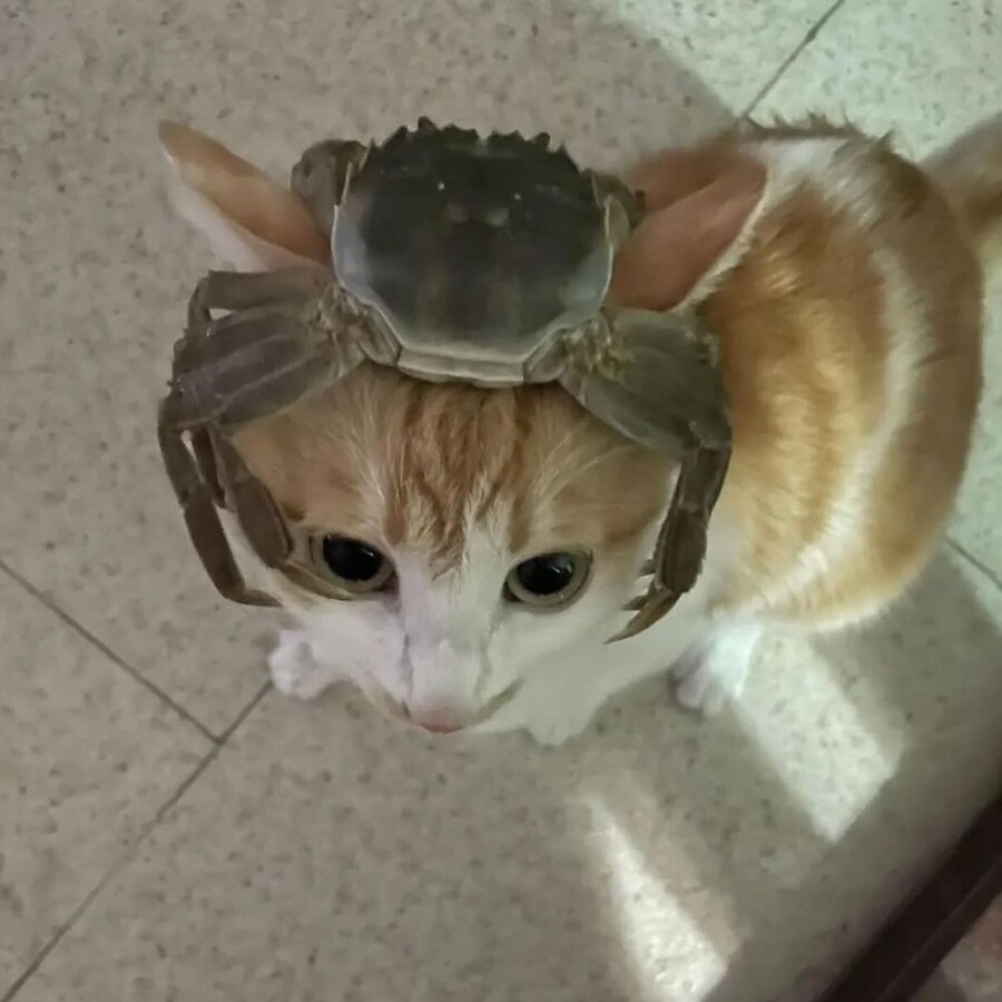 고양이 조종하는 게임 추천좀_1.jpg