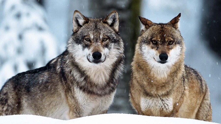 조선시대 치안을 위협했던 양아치들_2.jpg