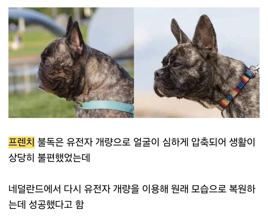 과학이 승리한 프렌치 불독_1.jpg