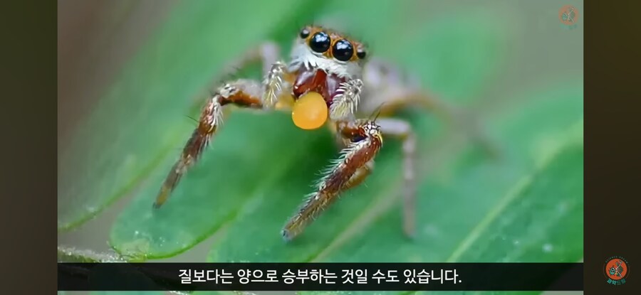 거미도 비건이 되는 시대_1.jpg