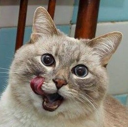 혈당 급상승 상위 50위 음식 리스트_2.jpg