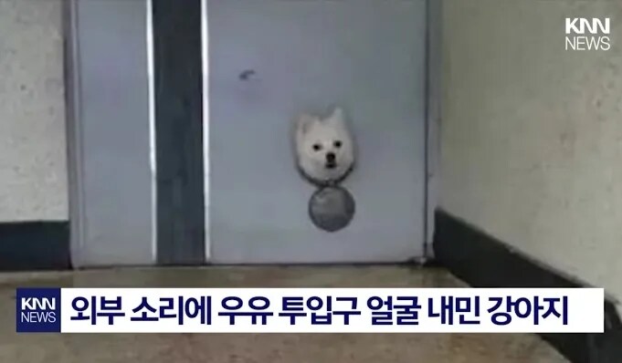 외부 소리에 우유 투입구 얼굴 내민 강아지_1.png