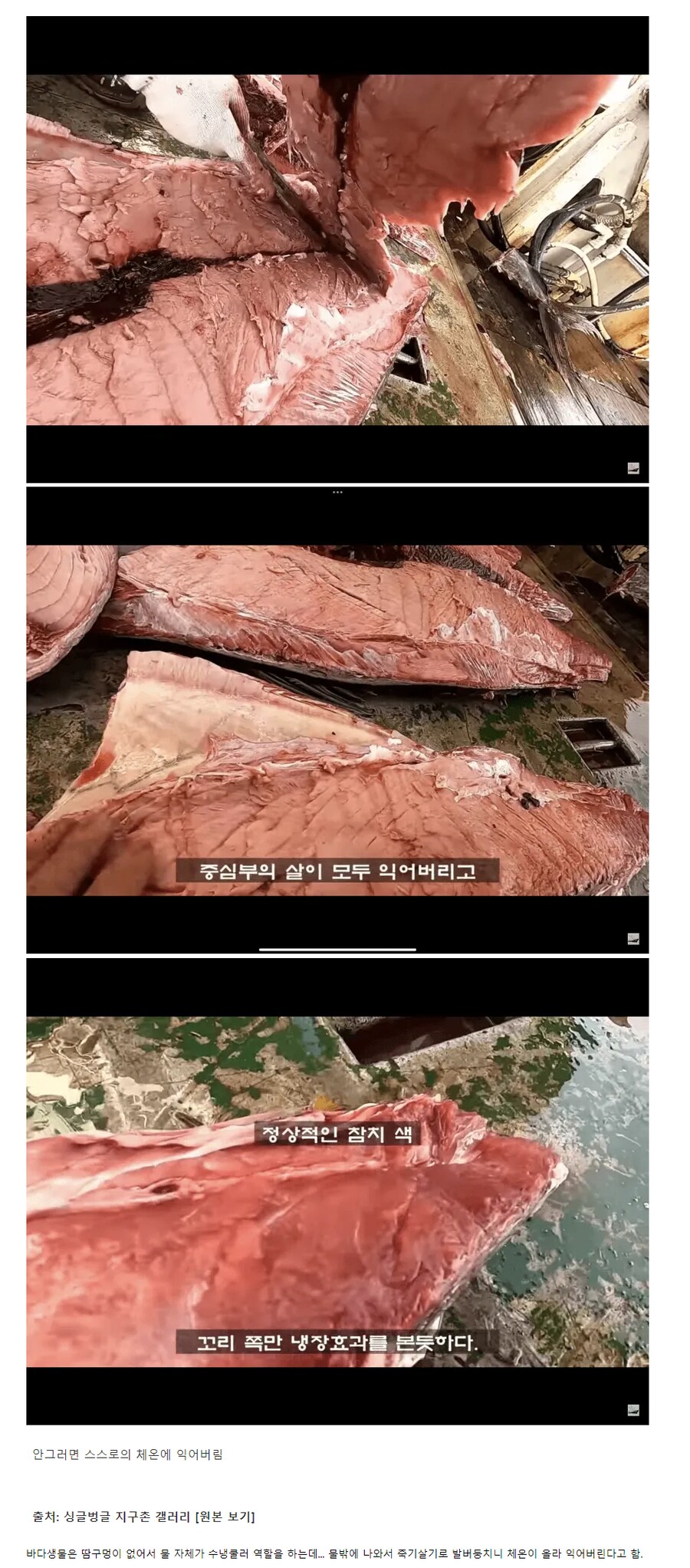참치를 잡고 바로냉동시키는 이유.jpg_1.png