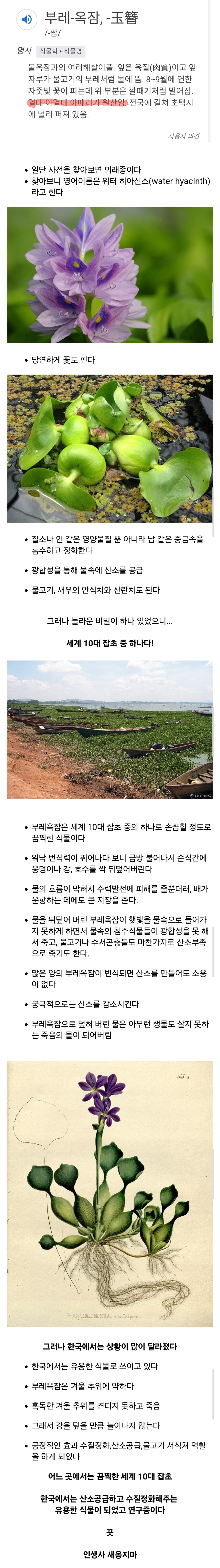 한국에서는 유달리 힘을 못 쓰는 잡초_1.jpg