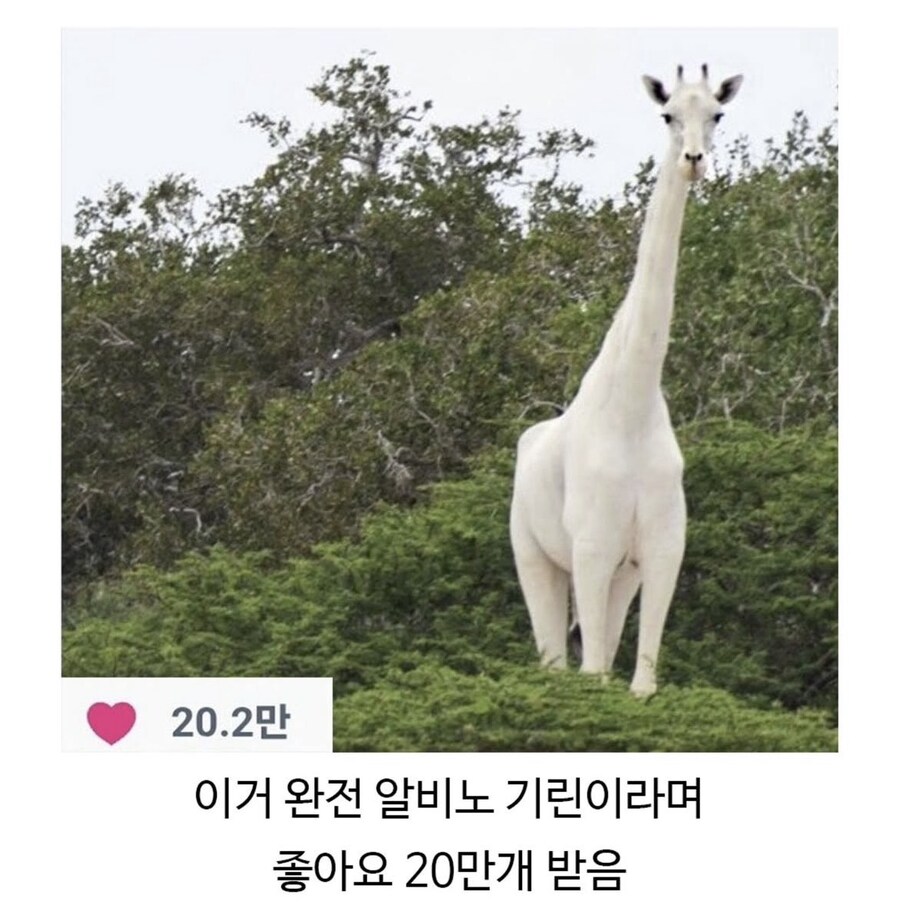 한국 미의 기준_2.jpg