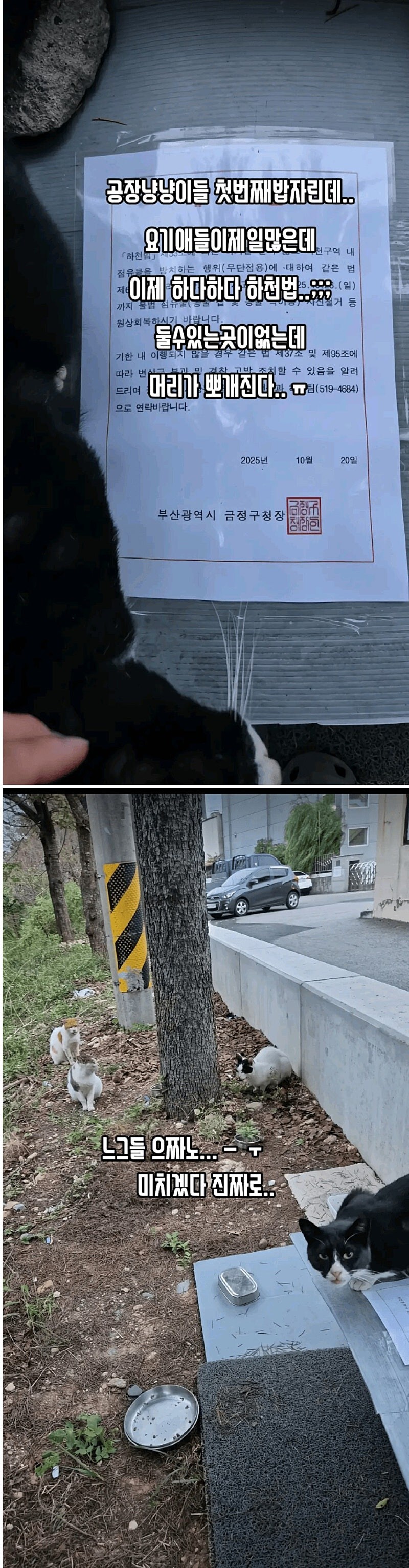 고양이 밥 못준다고 부산 공무원에 개빡친 캣맘..._1.jpg