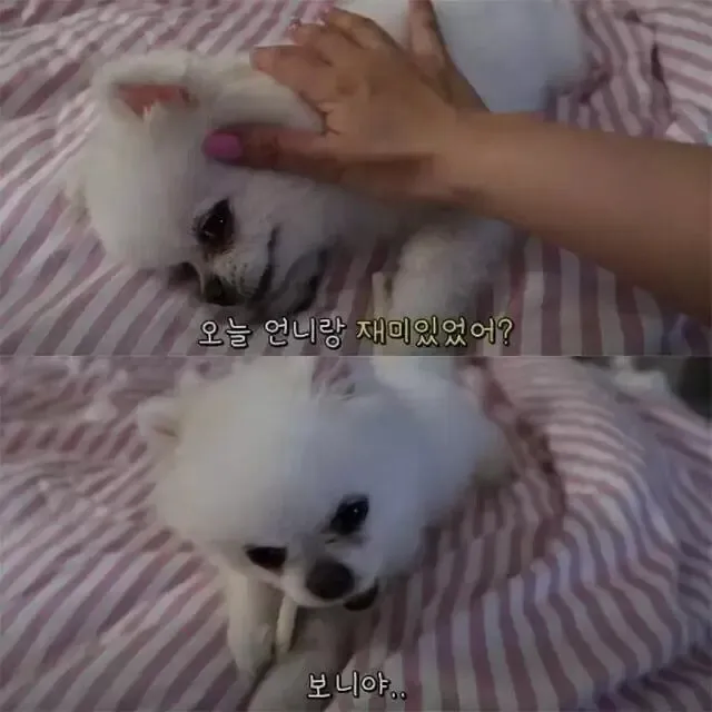 산책이 싫은 강아지_2.webp