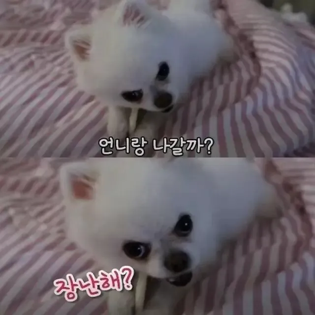 산책이 싫은 강아지_3.webp