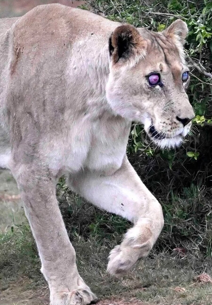 눈을 잃고 의안을 심은 암사자가 무리에서 살아남은 이유_1.jpg